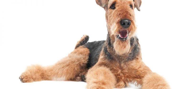 Airedale Terrier Resimleri
