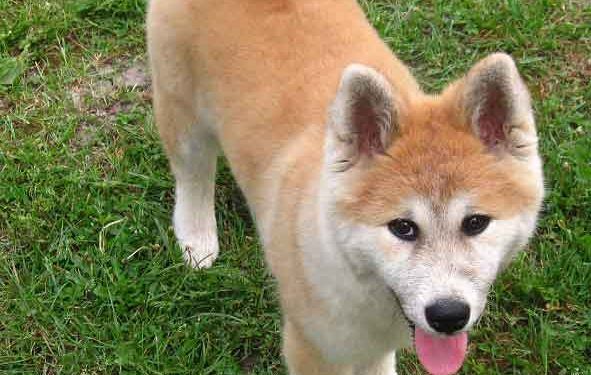 Akita İnu Resimleri
