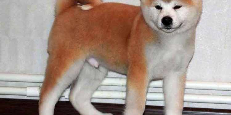 Akita İnu Resimleri