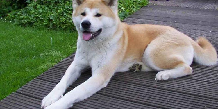 Akita İnu Resimleri