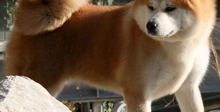 Akita İnu Resimleri