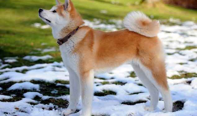 Akita İnu Resimleri