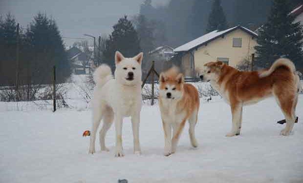Akita İnu Resimleri