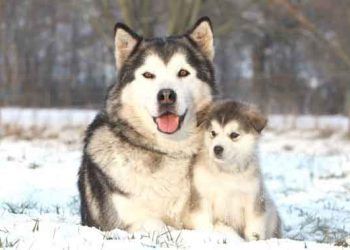 Alaskan Malamute Resimleri