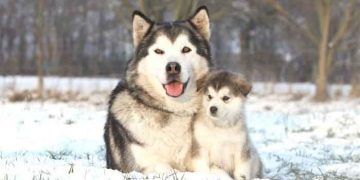 Alaskan Malamute Resimleri