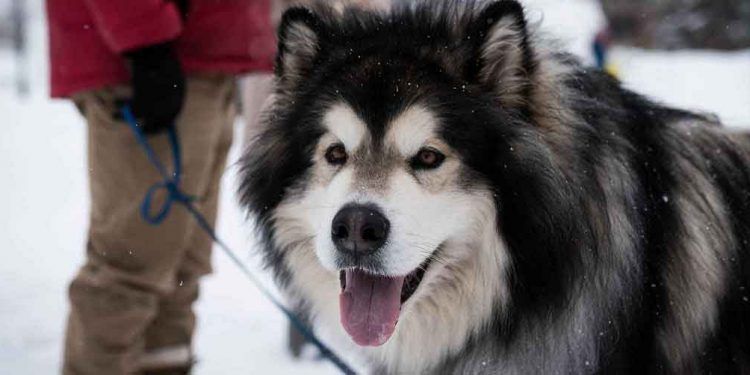Alaskan Malamute Resimleri
