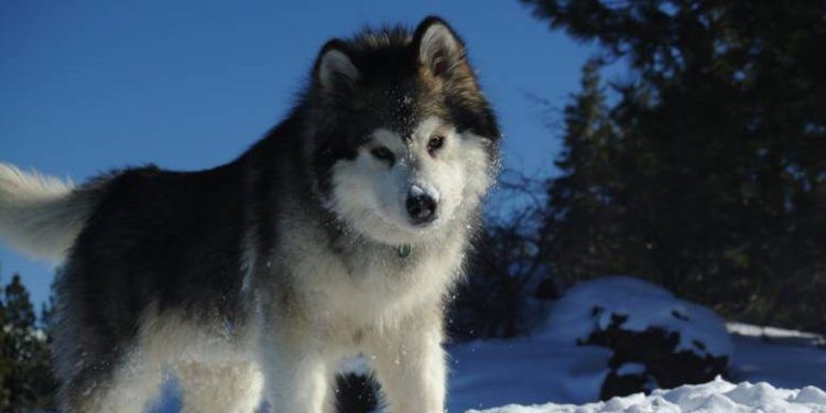 Alaskan Malamute Resimleri
