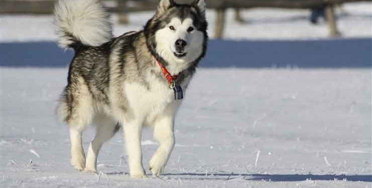 Alaskan Malamute Resimleri