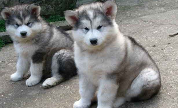 Alaskan Malamute Resimleri