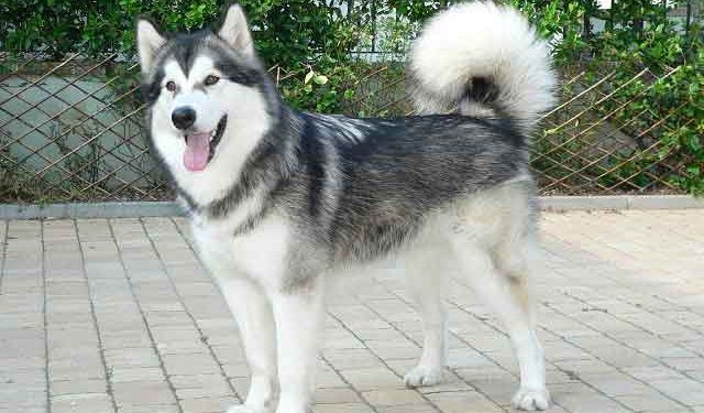 Alaskan Malamute Resimleri