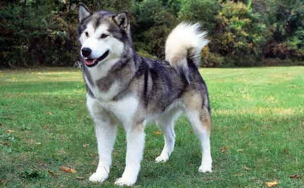 Alaskan Malamute Resimleri