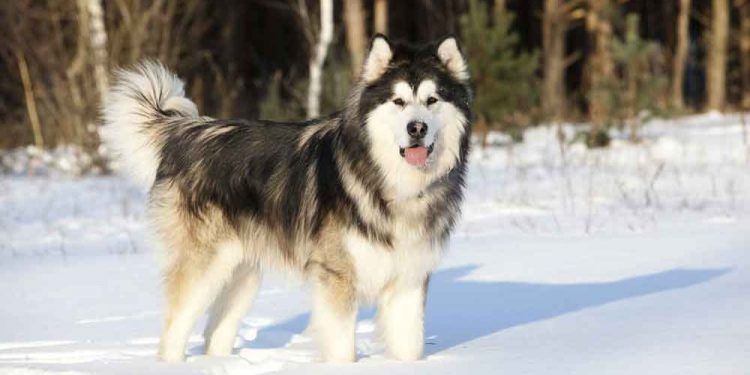 Alaskan Malamute Resimleri