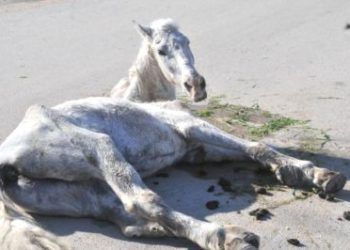 Atlarda Karaciğer Yetmezliği