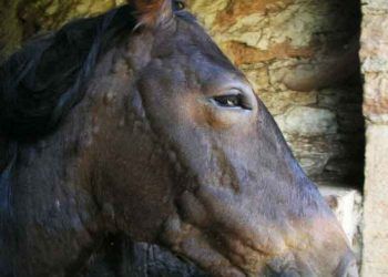 Atlarda Yaz Kanaması Parafilariosis