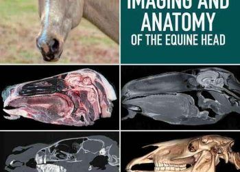 Atların Klinik Anatomi Atlası