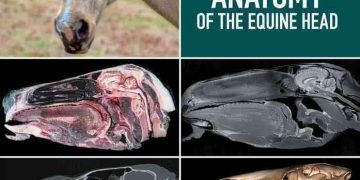 Atların Klinik Anatomi Atlası