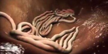 Evcil Hayvanlarda Parazitler video