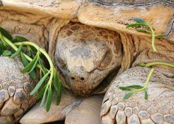 Kaplumbağalar Kış Uykusuna Yatar mı