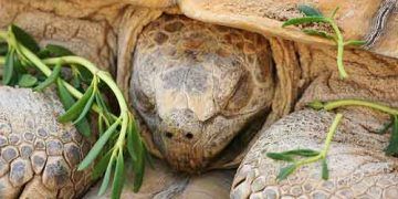 Kaplumbağalar Kış Uykusuna Yatar mı