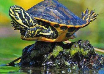 Kaplumbağalar İçin Güneş