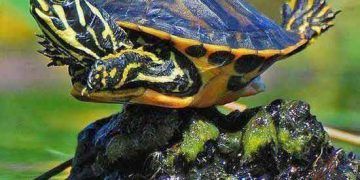 Kaplumbağalar İçin Güneş