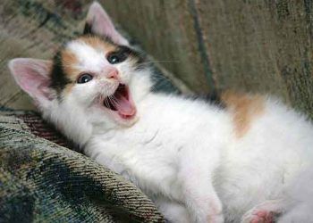 Kediler Neden Aşırı Miyavlar? – Vokalizasyon