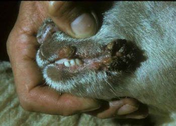 Koyunlarda Çiçek Hastalığı - Sheep Pox Disease