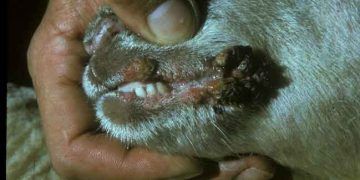 Koyunlarda Çiçek Hastalığı - Sheep Pox Disease