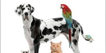 Clinical Procedures in Small Animal Veterinary Practice