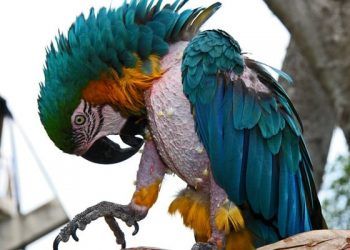 Kuşlar Neden Tüylerini Kopartırlar?