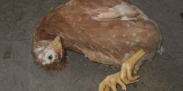 Tavuklarda Newcastle Disease - Yalancı Veba Hastalığı