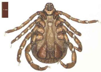 Koyunlarda Babesiosis