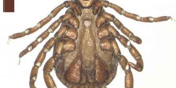 Koyunlarda Babesiosis