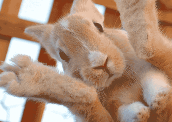 Tavşanlarda Ayak Apseleri Hastalığı