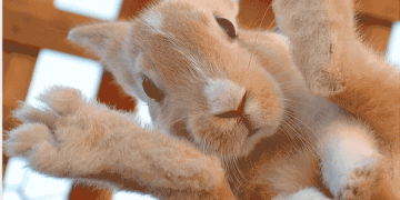 Tavşanlarda Ayak Apseleri Hastalığı