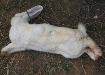 Tavsanlarda Koksidiyoz