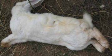 Tavsanlarda Koksidiyoz