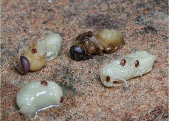 Arılarda Varroa Jacobsoni Hastalığı