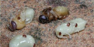 Arılarda Varroa Jacobsoni Hastalığı