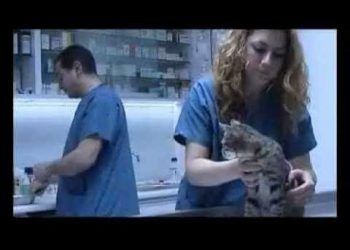 Veterinerlik Tanıtım Filmi