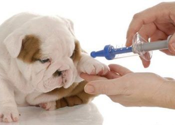 Köpek ve Kedilerde Aşılama Gerçekleri