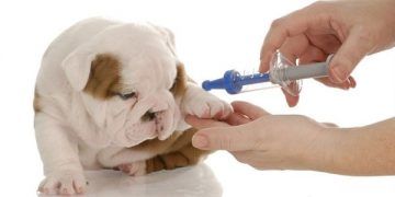 Köpek ve Kedilerde Aşılama Gerçekleri