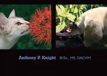 Zehirli Ev ve Bahçe Bitkileri Rehberi