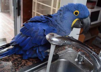 Abdest Alan Papağan