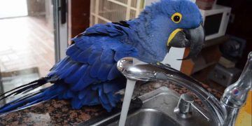 Abdest Alan Papağan