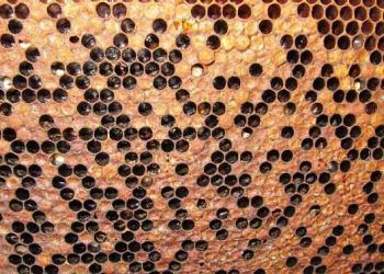 Arılarda Amerikan Yavru Çürüklüğü