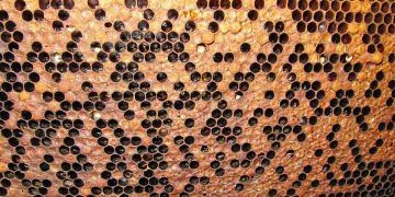 Arılarda Amerikan Yavru Çürüklüğü