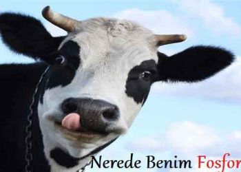 İneklerde Hipofosfotomi - Fosfor Eksikliği