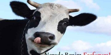 İneklerde Hipofosfotomi - Fosfor Eksikliği