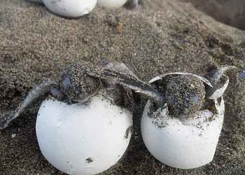 kaplumbağalarda yumurtlama